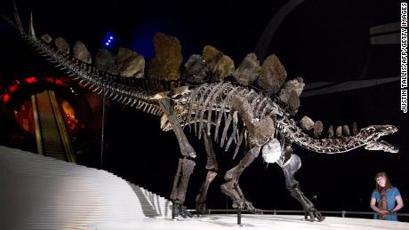 Newly discovered Stegosaurus fossil is the oldest in the world
