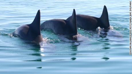 Male dolphins form gangs to get a mate
