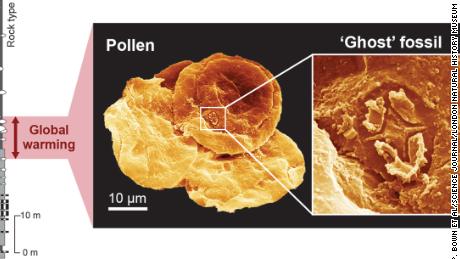 This graph shows how tiny ghost fossils have been compared to fossilized pollen. 