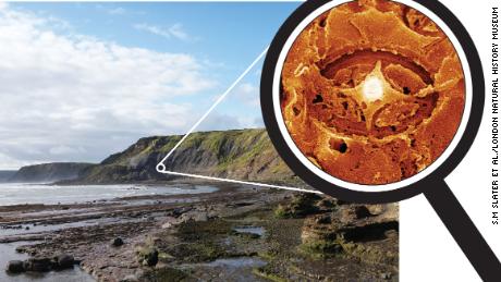 Some ghostly nanofossils have been recovered from Jurassic rocks in Yorkshire, UK.