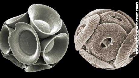 The modern (left) and Jurassic (right) exoskeletons (coccolithophore) can be seen side by side.