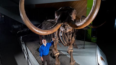 University of Michigan paleontologist Daniel Fisher poses with a composite skeleton of a Buesching mastodon.