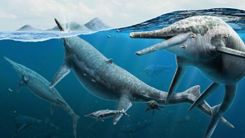 Artist's reconstruction of an adult and newborn ichthyosaurs in the ocean.